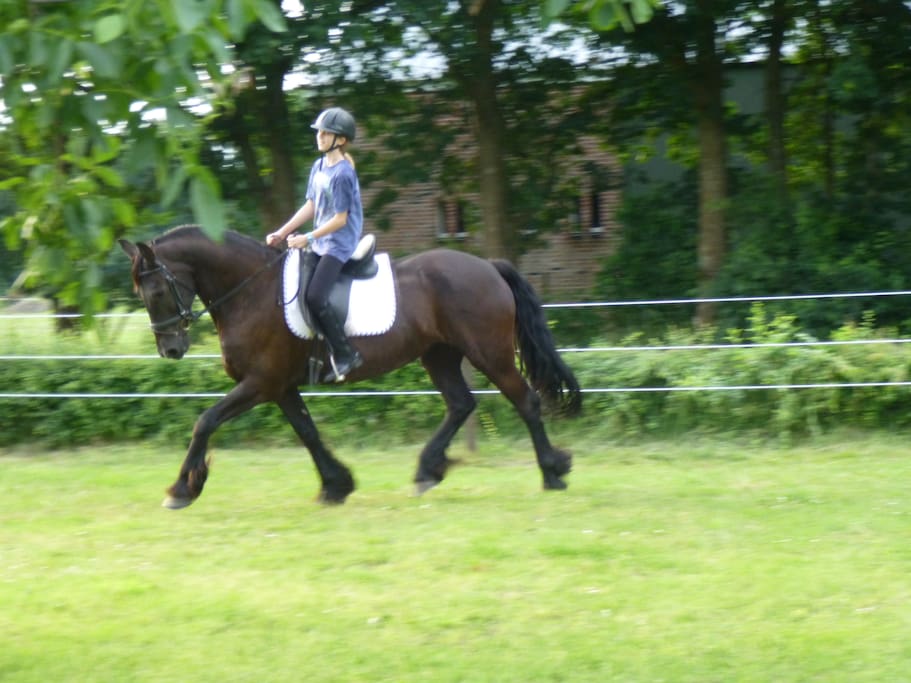 Horse riding in the orchard