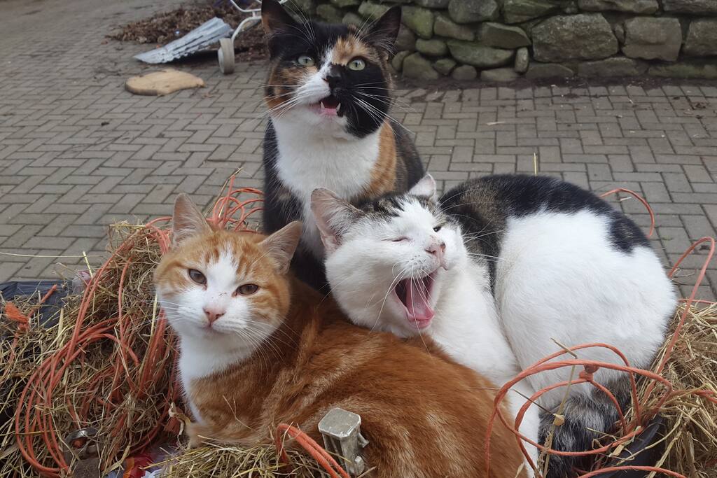 Furry friends