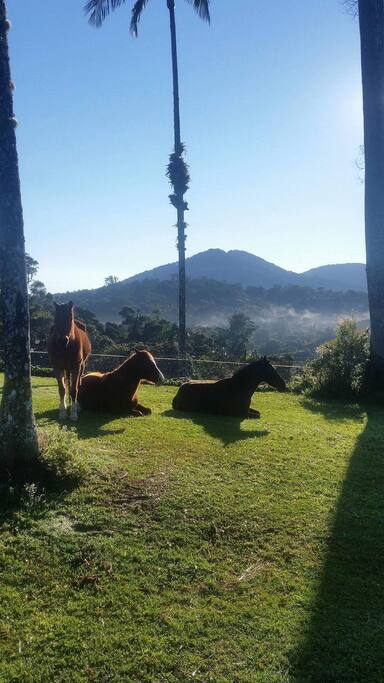 Meet our resident horses, Socks, Sonny and Baby Girl.