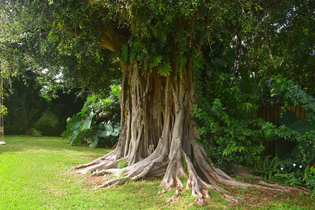 the Banyan Tree