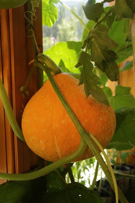 Home Grown!
