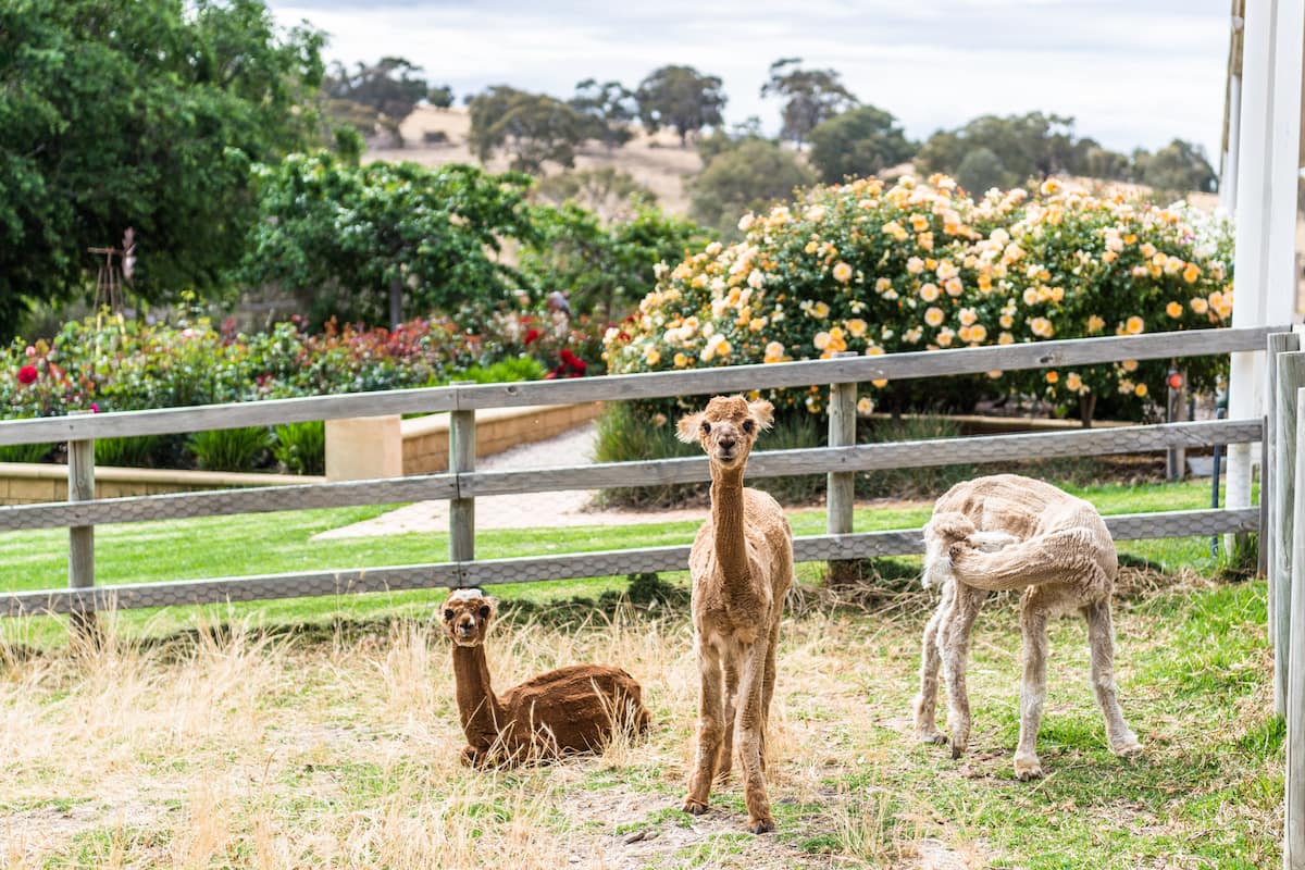 Two nights stay at Carlisle Alpaca Farm - Image 1