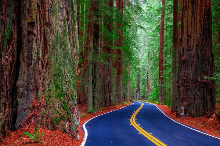 ★AVENUE OF THE GIANTS -  Retreat★