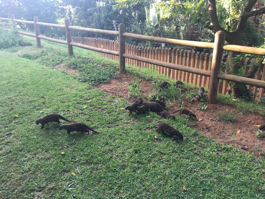 mongeese visit often