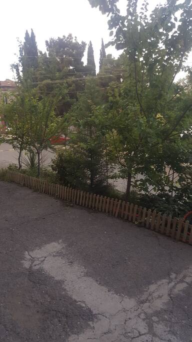 backyard