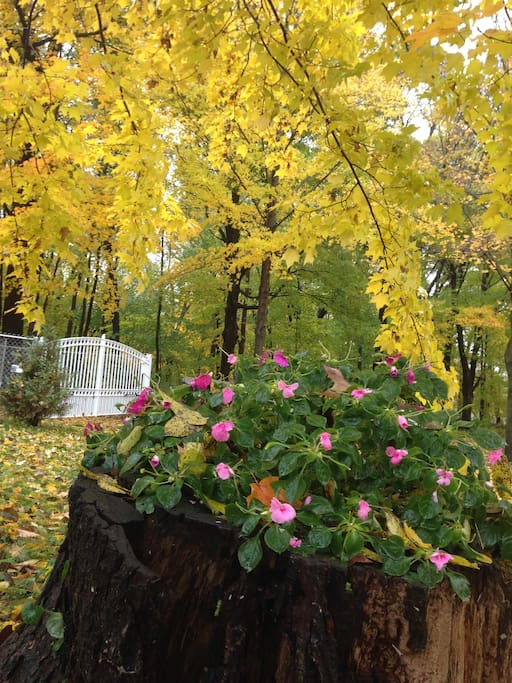 Fall colors are here and beautiful! This is just inside our gate entrance! 10-10-2018