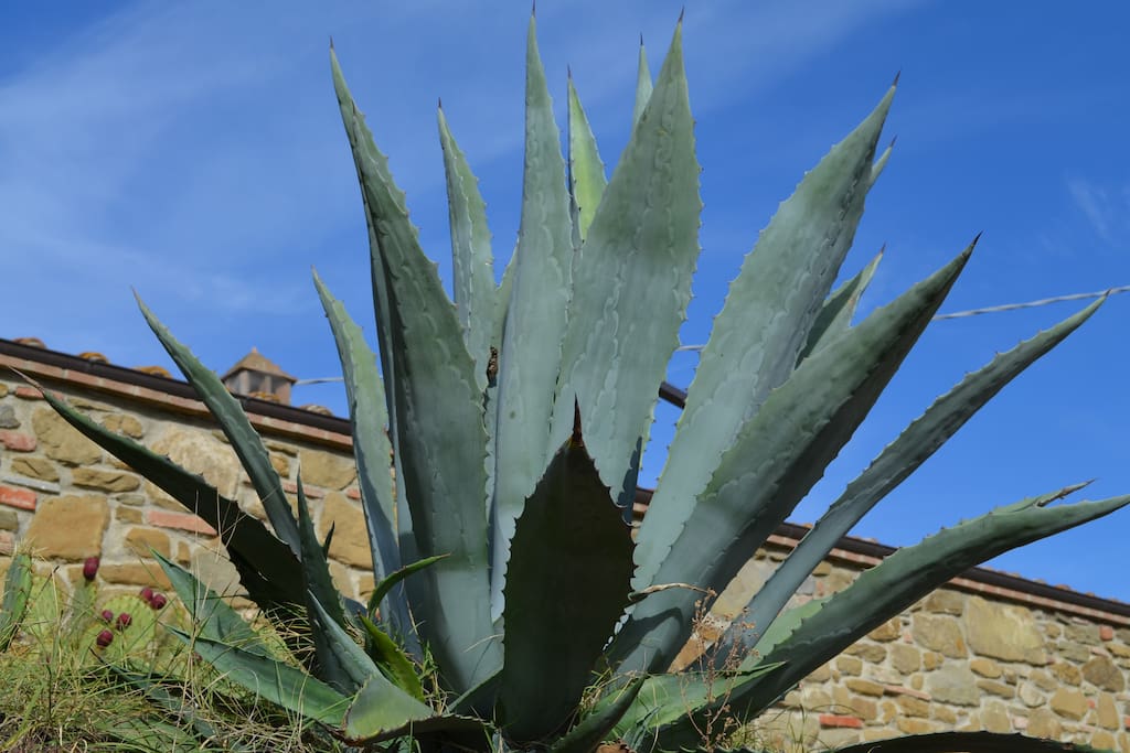 pianta ornamentale