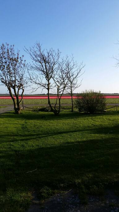 uitzicht overdag in het voor jaar vanuit de bungalow eigen grasveld.