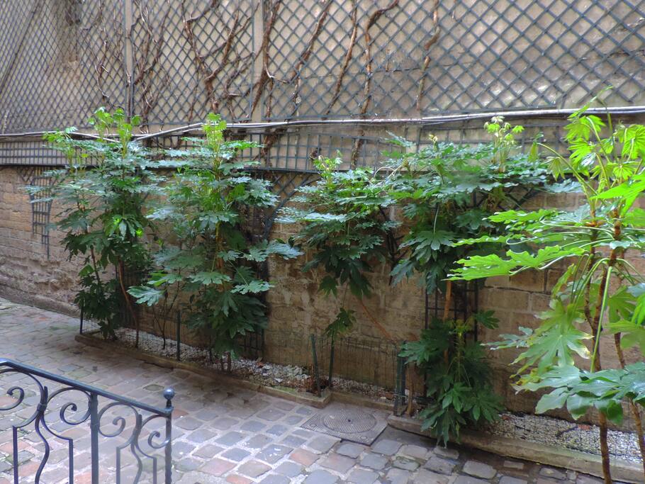 coutyard