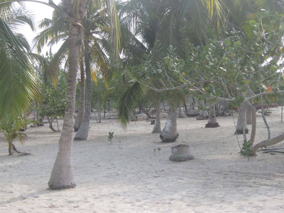 Nuestra cabaña tiene 100 metros de playa blanca e innumerables palmas de coco.