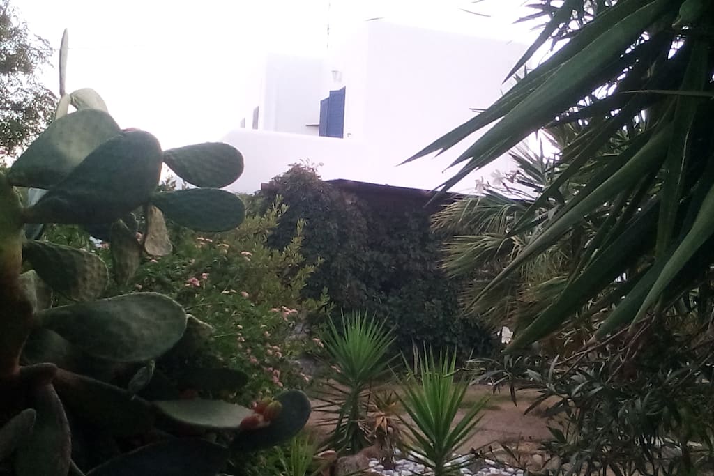 Garden 1