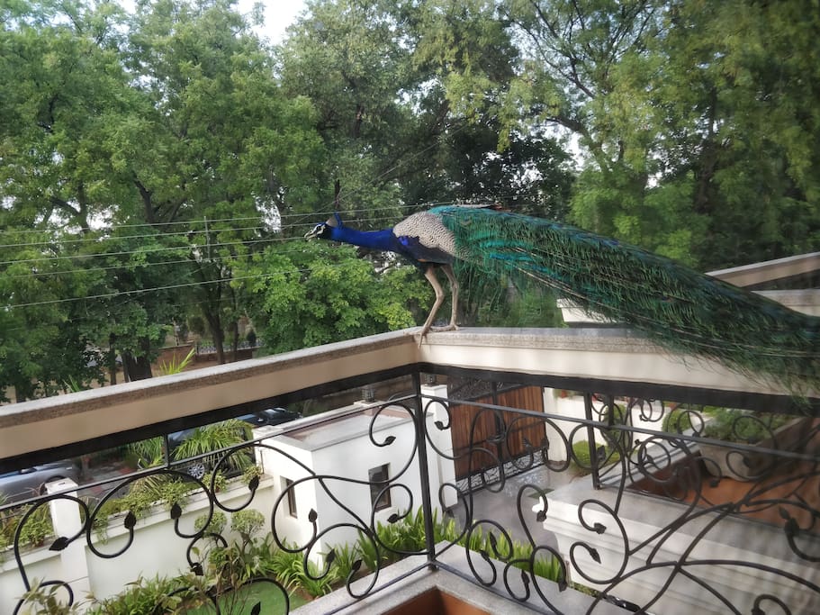 A peacock in our balcony