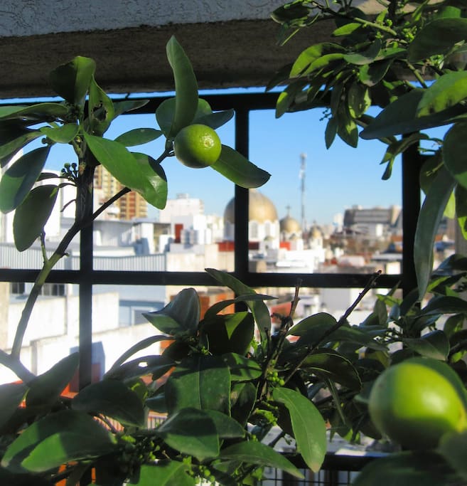 Jasmine covers the pergola, the golden cupolas of San Jorge Cathedral can be seen in distance.