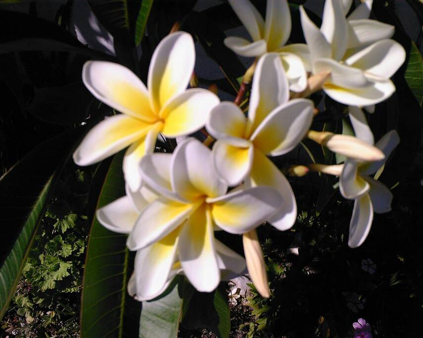 A Jasmine climber with a lovely scent when in bloom.