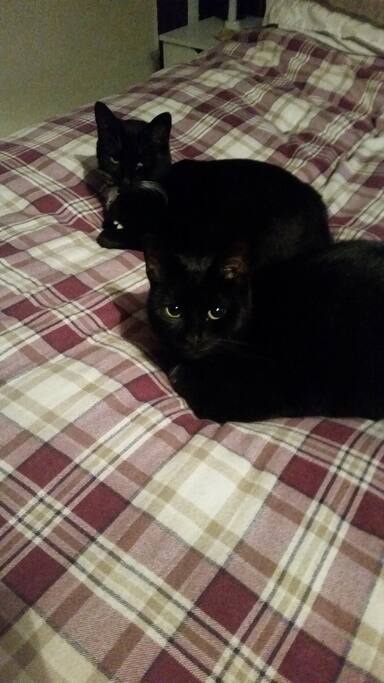 Georgie and Fergie my friendly cats.
