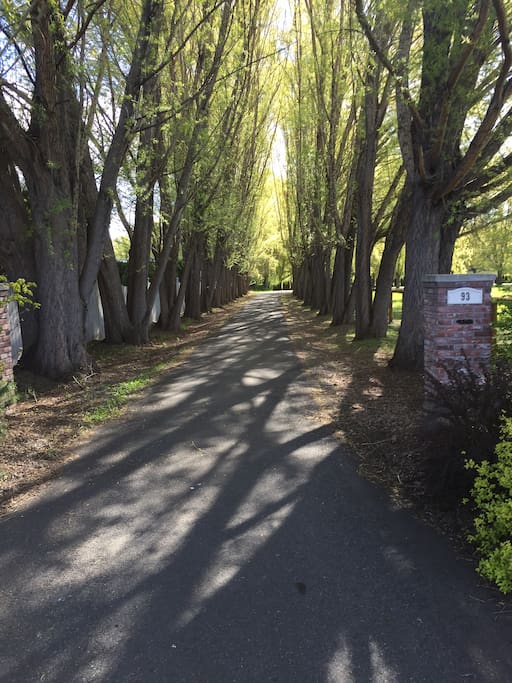 The first part of our driveway. It is 3/10 of a mile long.