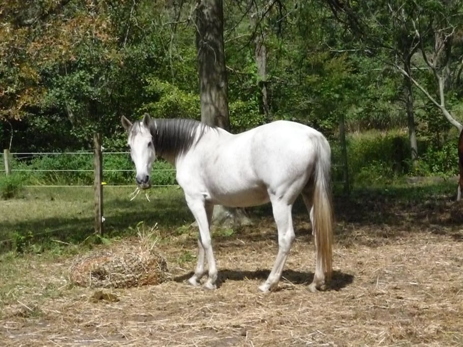 Overnight stabling available!