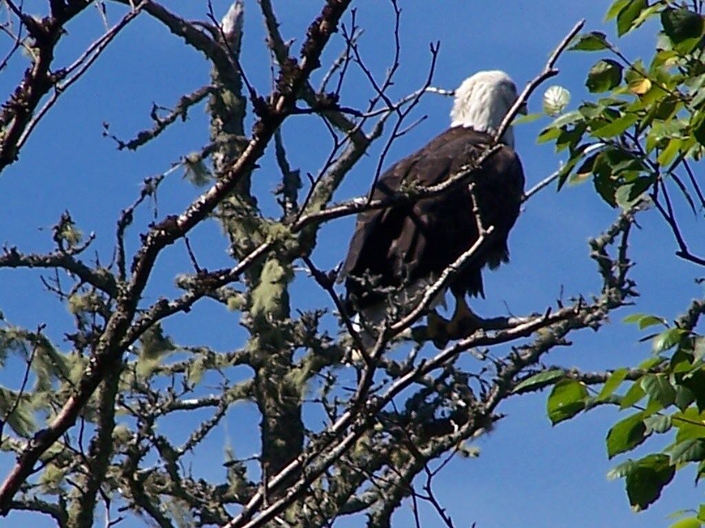 A bald eagle perches on a bare branch, showcasing its distinctive white head and dark brown body. The blue sky contrasts with the greenery surrounding the branch, enhancing the eagle's majestic presence in its natural habitat.