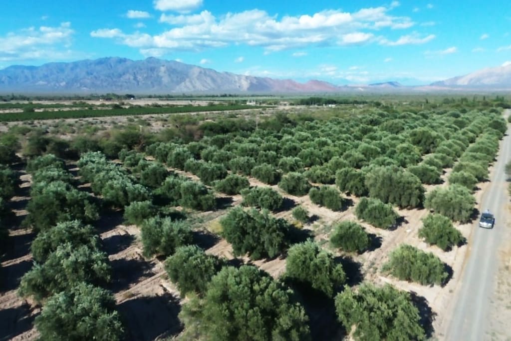 L'oliveraie / el olivar