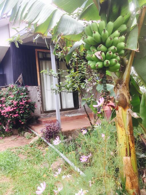 Platano de fondo se ve la terraza de la habitation