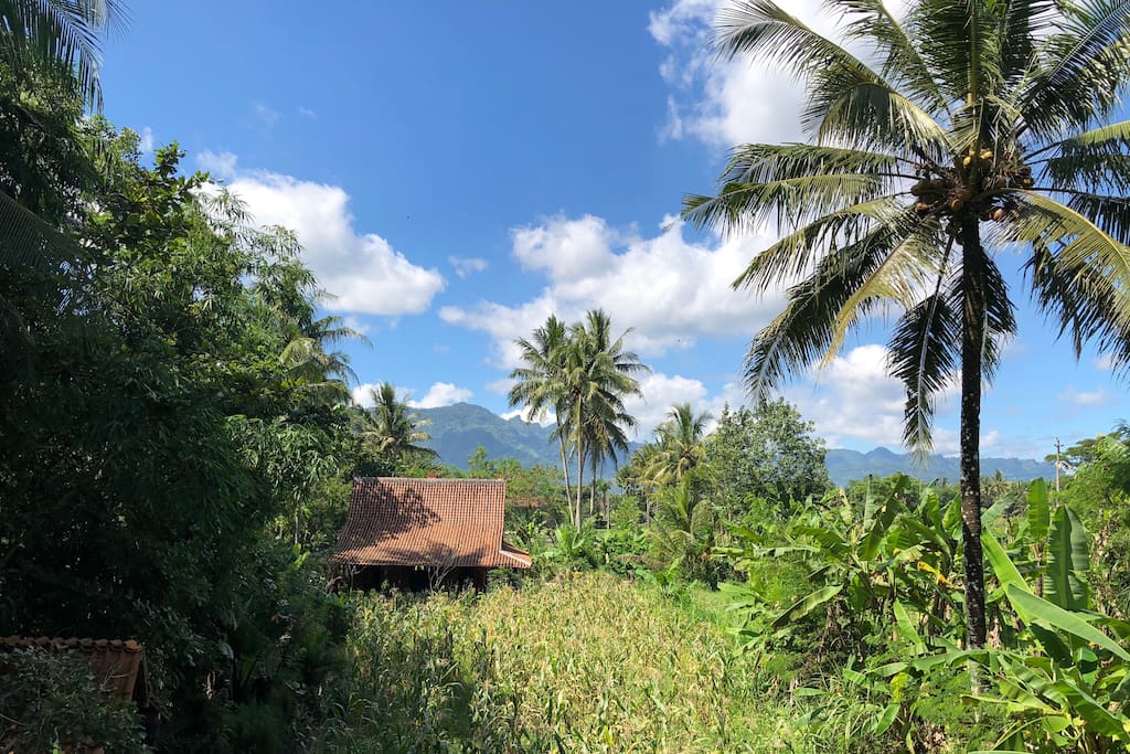 The rice field