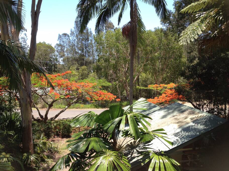 View from our verandah looking over creek in front of our house