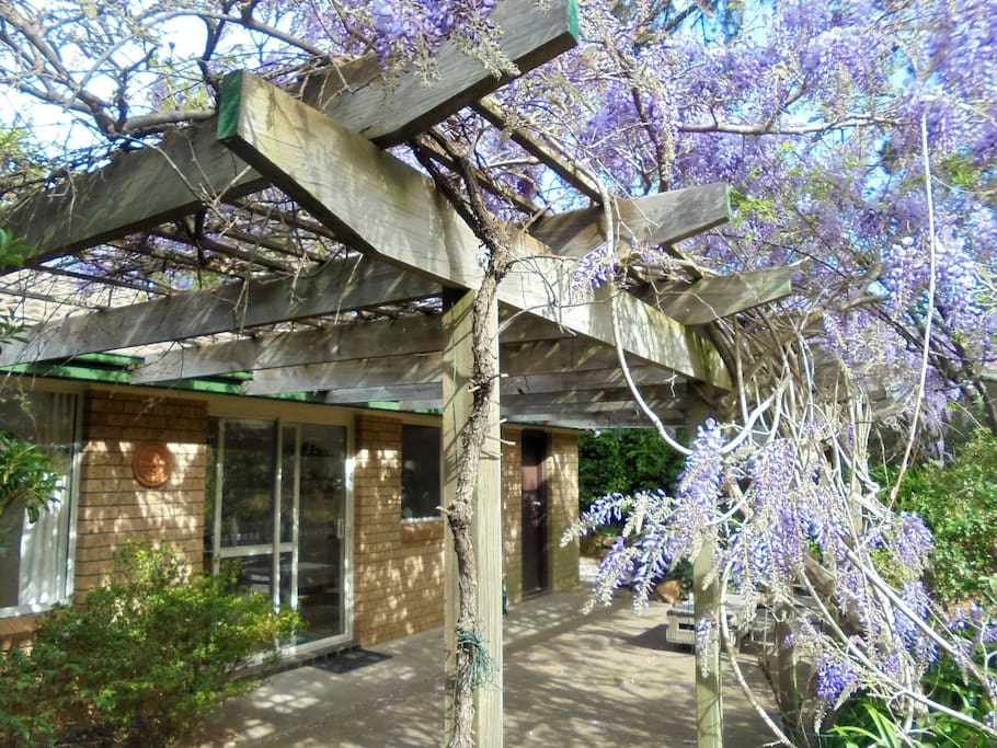Back Patio - Wisteria in Springtime!