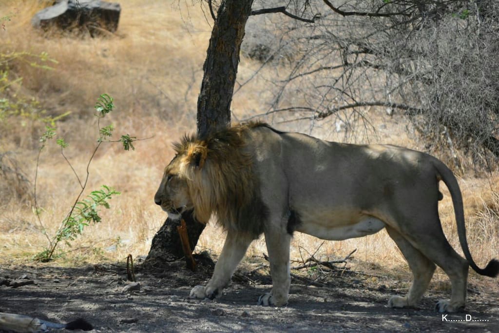only place in the world for Asiatic lion