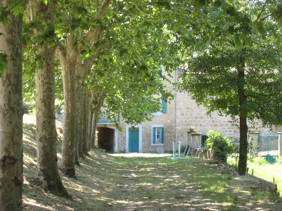 allée de platanes
