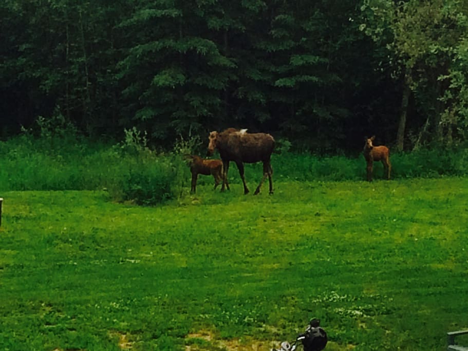 Moose on the property this summer