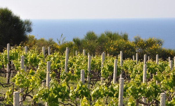 Vineyards stretch across a gently sloping hillside, with rows of grapevines supported by white posts. In the background, the serene blue of the sea meets the horizon, framed by lush green shrubs and flowering plants.
