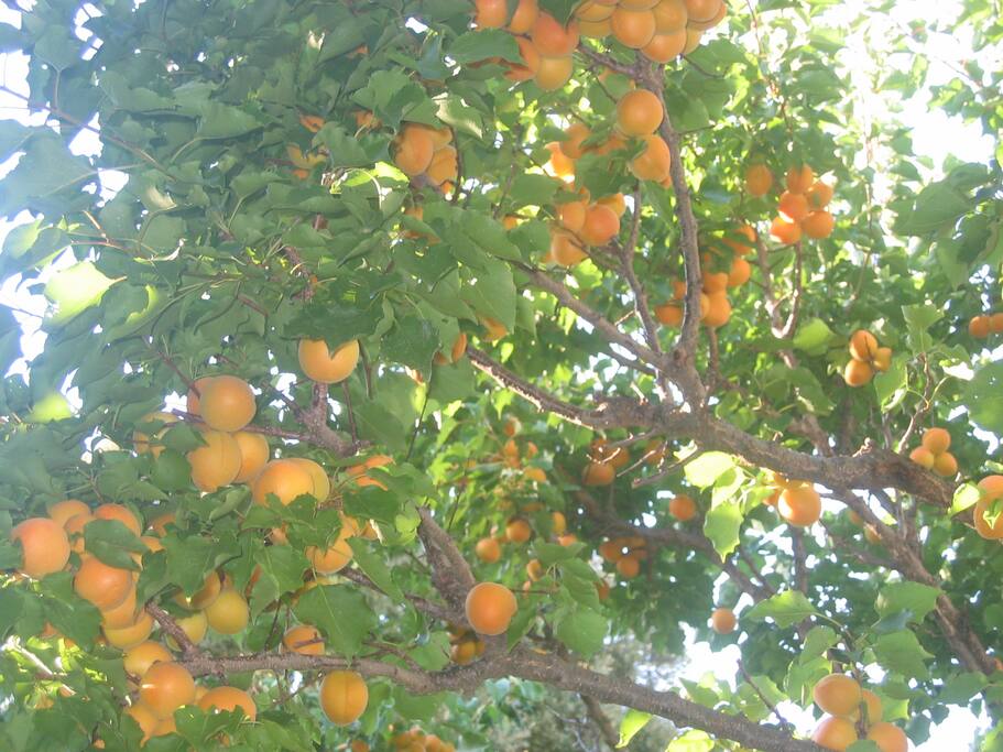 arbres fruitiers (abricotier) du jardin