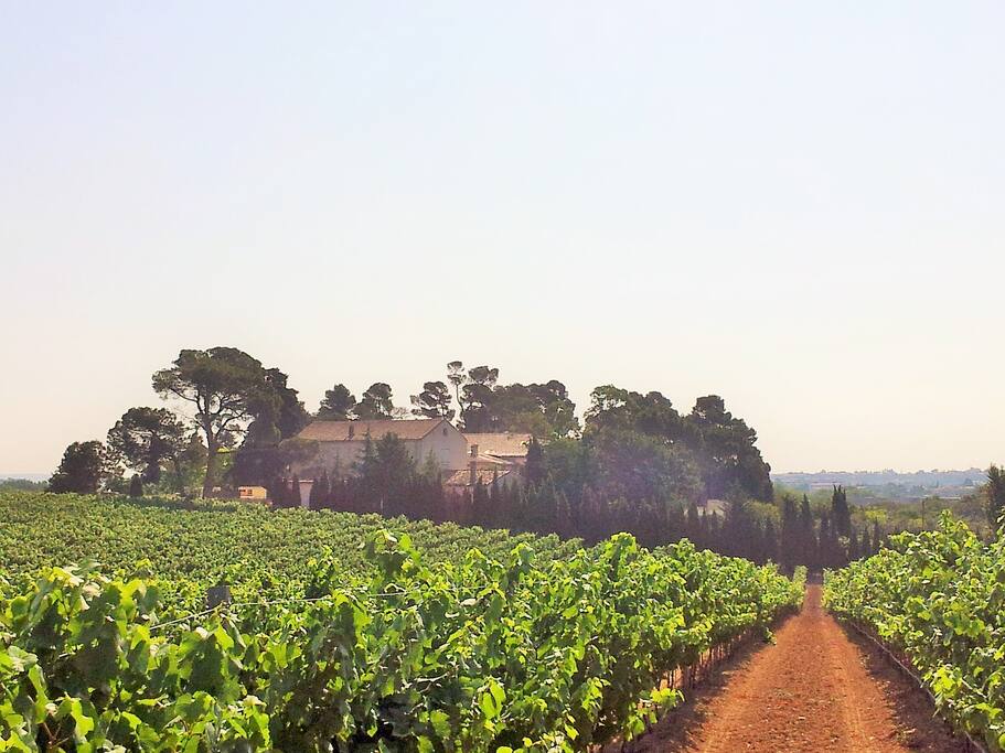 à la campagne et à 1 km de Carcassonne