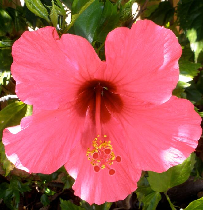 Paia Town Plantation Home Houses for Rent in Paia, Hawaii, United States