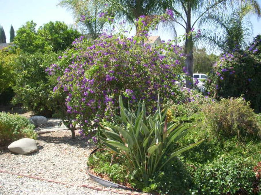 Beautiful garden front yard.