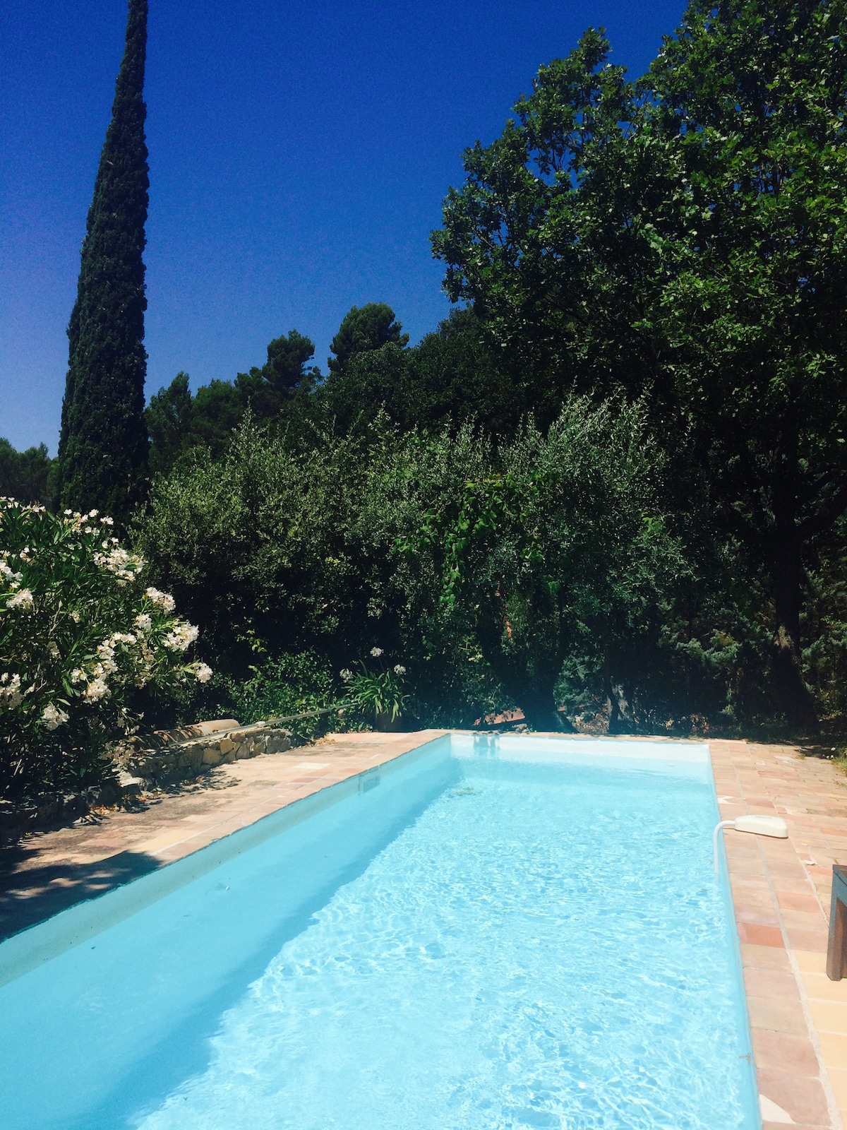 A private pool is surrounded by lush greenery, including tall trees and flowering shrubs. The clear blue water reflects the bright sky, while the pool deck is paved with light-colored tiles. The serene atmosphere suggests a tranquil outdoor space perfect for relaxation.