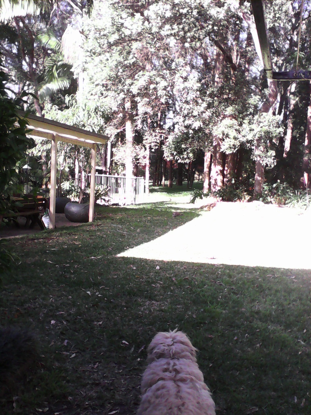 A spacious backyard is surrounded by tall trees, creating a natural setting. A covered patio is visible to the left, while a grassy area leads toward the tree line. A dog appears in the foreground, enjoying the serene environment. Sunlight gently illuminates the scene.