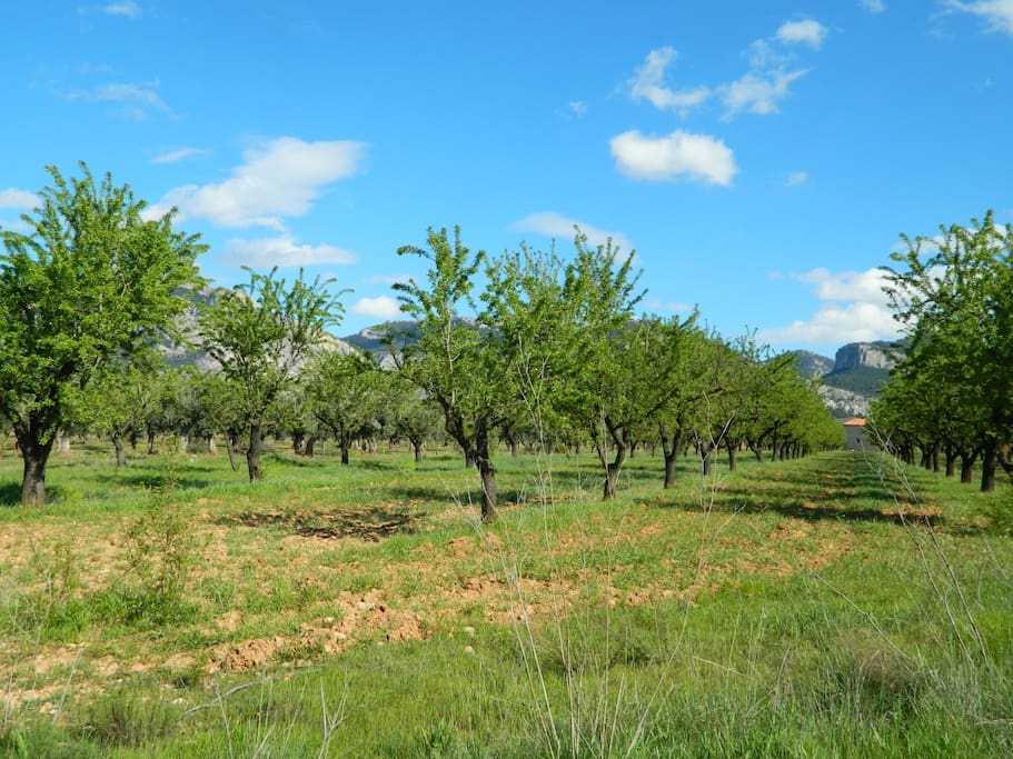 Orange groves surround the house