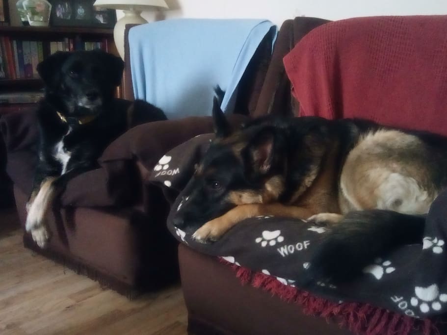 Roscoe (left) and Major (right), 2 foster dogs that live in my home.