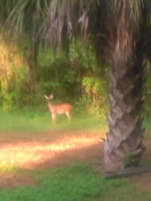 Deer in the middle of town