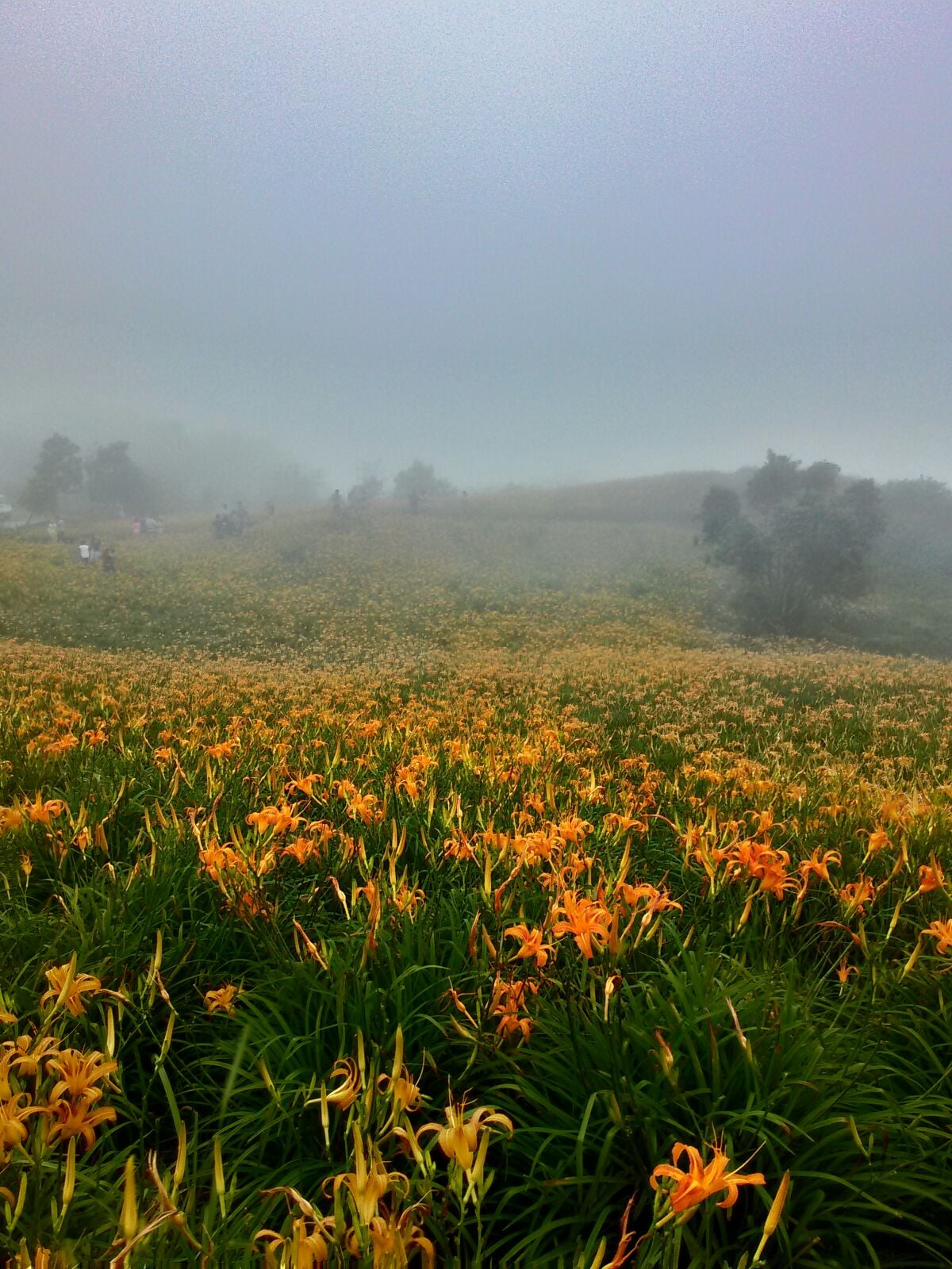 A misty landscape is filled with vibrant orange flowers, set against a backdrop of lush green grass. Soft fog blankets the scene, creating a low visibility environment, while silhouettes of people can be seen at a distance among the flowers.