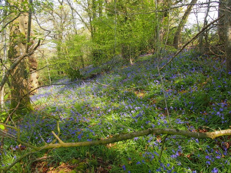 A tranquil woodland scene is depicted, featuring a vibrant carpet of bluebells scattered across a lush green forest floor. Sunlight filters through the trees, highlighting the natural beauty of the area surrounded by dense foliage.