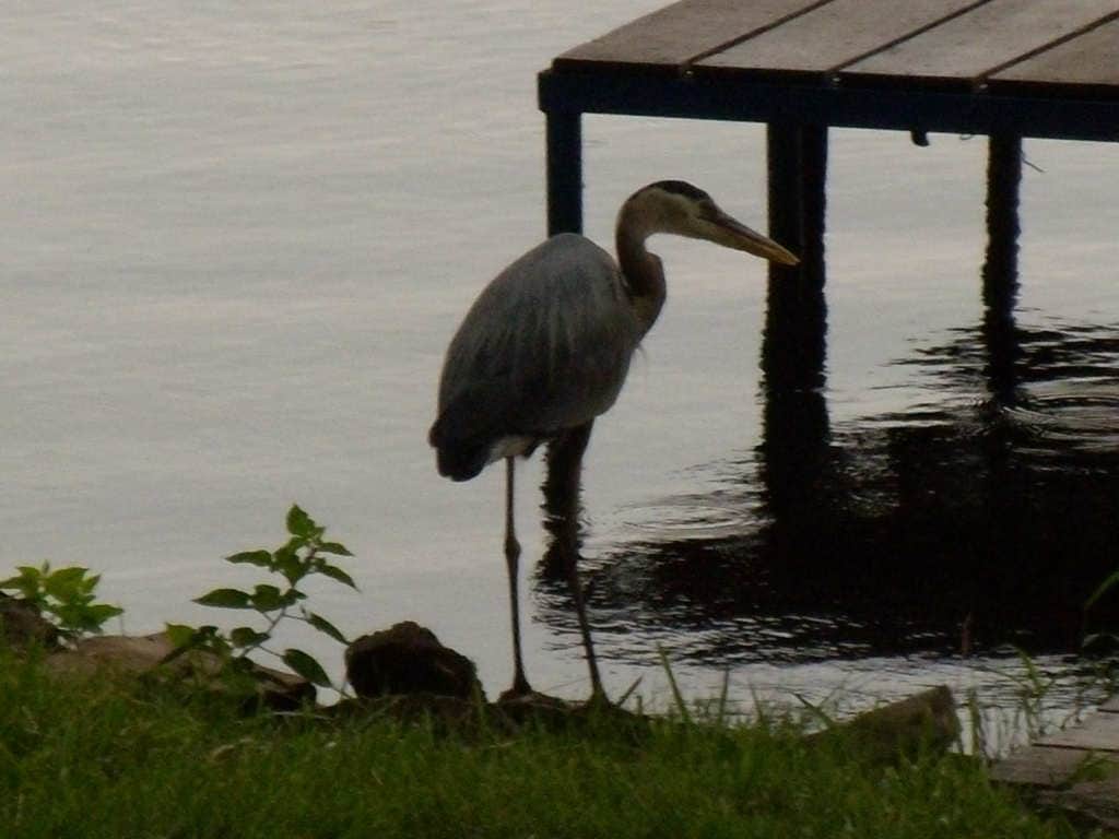 A great blue heron is observed standing at the water's edge near a wooden dock. The bird's gray feathers contrast with the green surrounding vegetation and the dark water. The serene setting highlights the natural beauty of the area.
