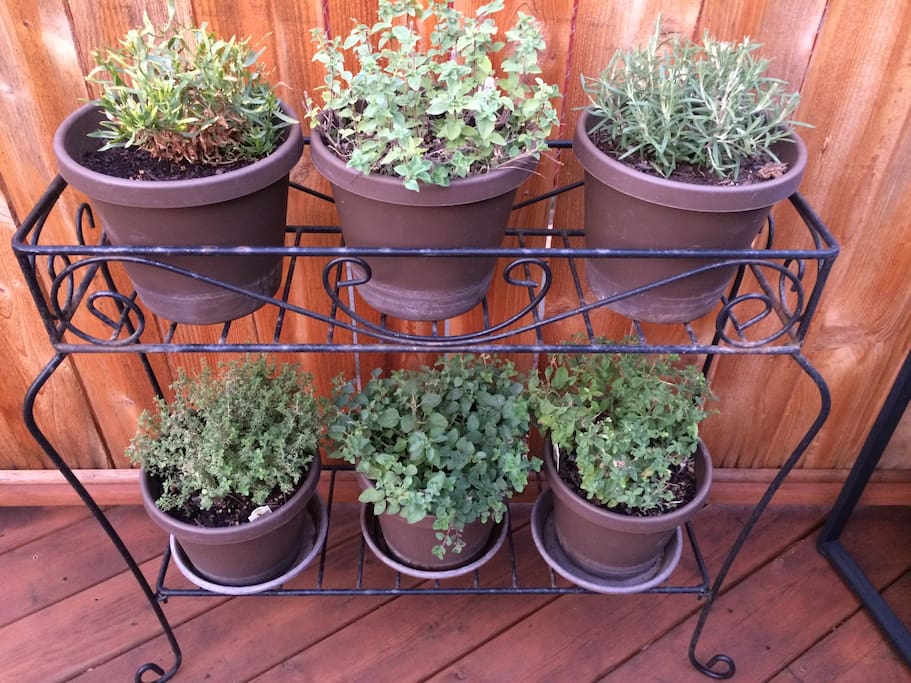 Seasonal Fresh Herbs