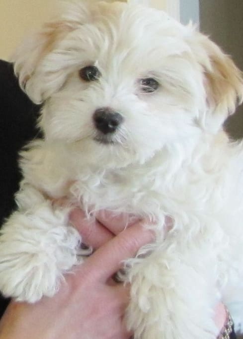 Cali the sweetest dog in the world!