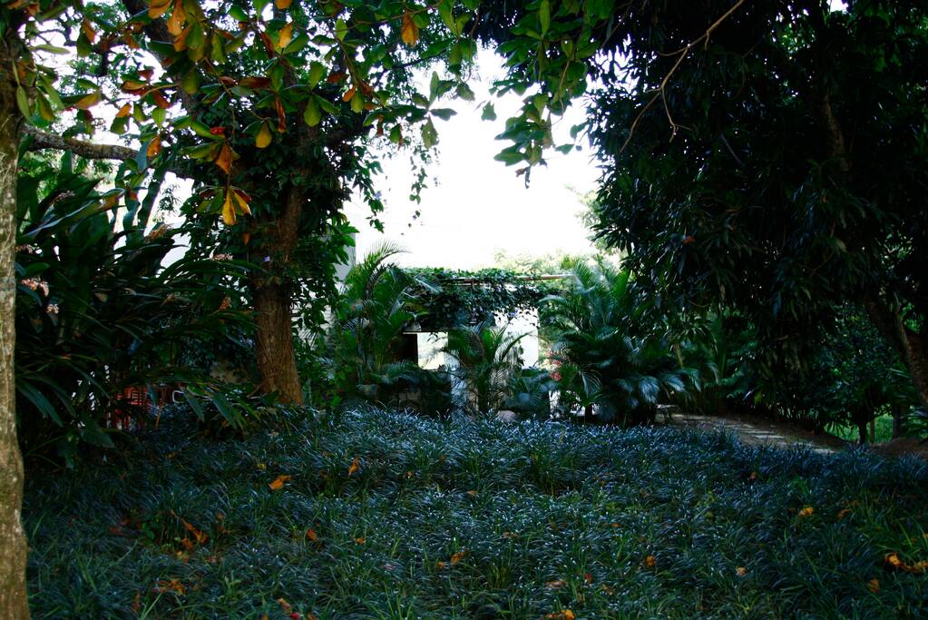 Submerged on a tropical forest