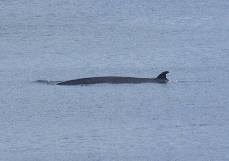 A Minke whale photographed from the Green Room