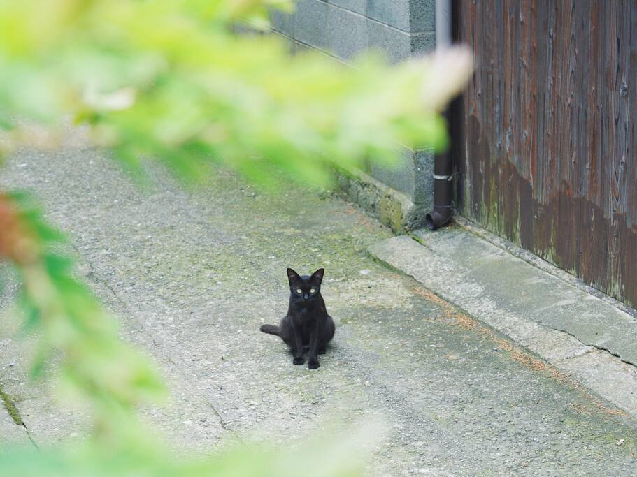 猫口 超过人口的樱花猫岛 男木岛 日本旅游攻略 尽在airbnb爱彼迎