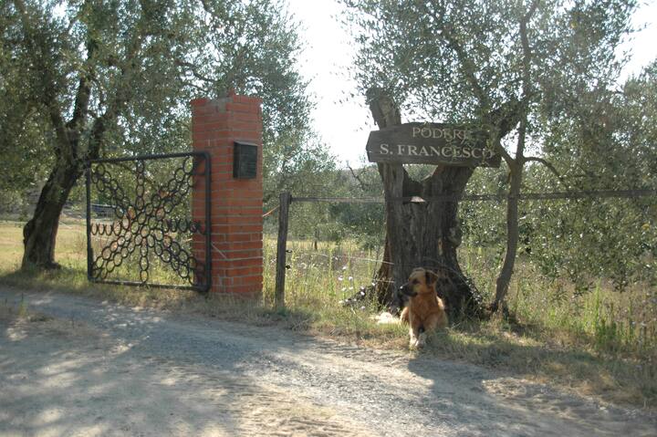 Podere San Francesco, Palaia, Pisa.