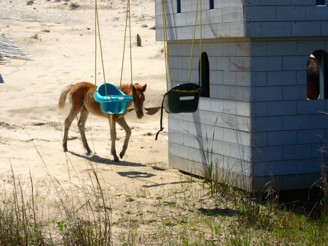OCEANFRONT Sunnybank, Pet Friendly. Elevator, Pool ...